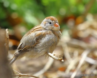 Field Sparrow, Rogers Co, OK yard, 4-4-19, Jpa_37591.jpg