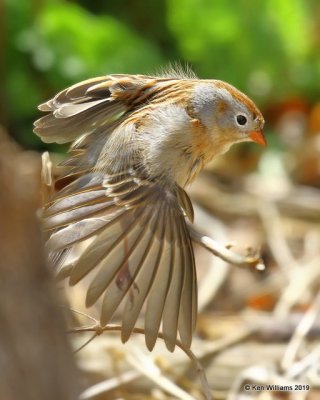 Field Sparrow, Rogers Co, OK yard, 4-4-19, Jpa_37592.jpg