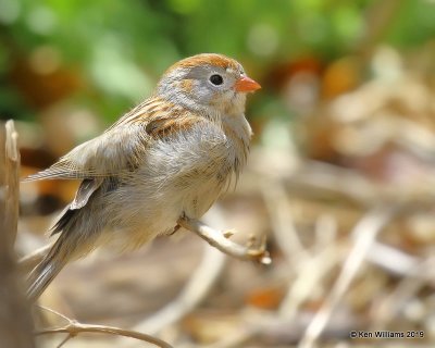 Field Sparrow, Rogers Co, OK yard, 4-4-19, Jpa_37594.jpg