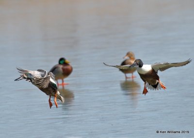 Northern Shoveler males, Owasso, OK, 3-5-19, Jpa_35978.jpg