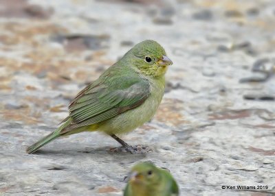 Painted Bunting immature male, Rogers Co yard, OK, 5-8-19, Jpa_38959.jpg