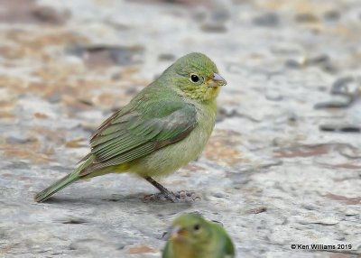 Painted Bunting immature male, Rogers Co yard, OK, 5-8-19, Jpa_38959.jpg