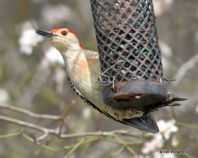 Red-bellied Woodpecker male, Nowata Co, OK, 4-6-19, Jpa_37650.jpg
