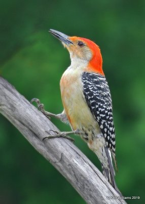 Red-bellied Woodpecker male, Rogers Co yard, OK, 5-8-19, Jpa_39047.jpg