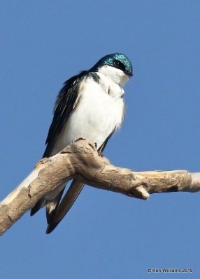 Tree Swallow, Sequoyah Co, OK, 4-9-19, Jpa_37798.jpg