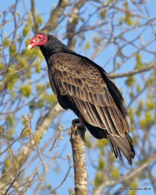 Turkey Vulture, Cherokee Co, OK, 4-9-19, Jpa_37765.jpg