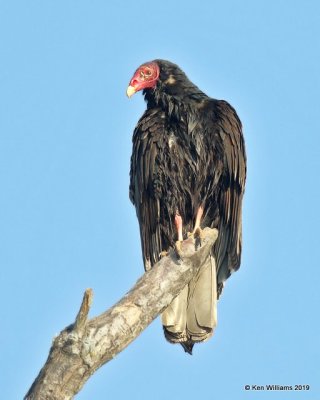 Turkey Vulture, Sequoyah Co, OK, 4-9-19, Jpa_37689.jpg