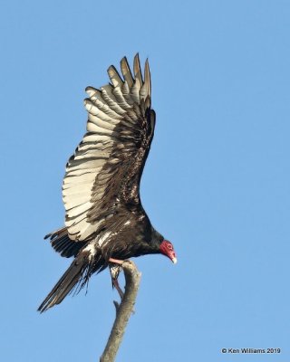 Turkey Vulture, Sequoyah Co, OK, 4-9-19, Jpa_37708.jpg