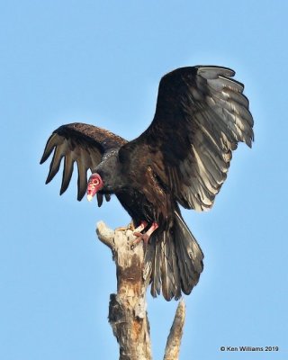 Turkey Vulture, Sequoyah Co, OK, 4-9-19, Jpa_37713.jpg