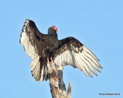 Turkey Vulture, Sequoyah Co, OK, 4-9-19, Jpa_37720.jpg