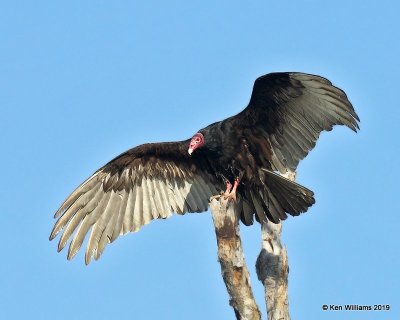Turkey Vulture, Sequoyah Co, OK, 4-9-19, Jpa_37724.jpg