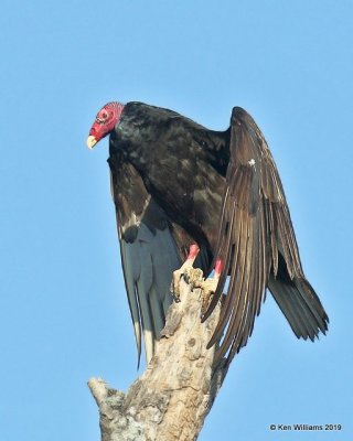 Turkey Vulture, Sequoyah Co, OK, 4-9-19, Jpa_37732.jpg