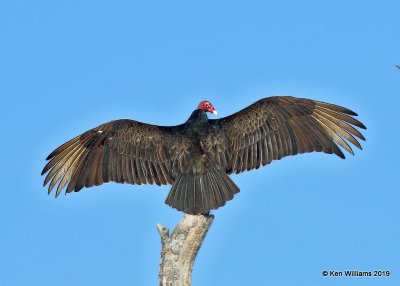Turkey Vulture, Sequoyah Co, OK, 4-9-19, Jpa_37740.jpg