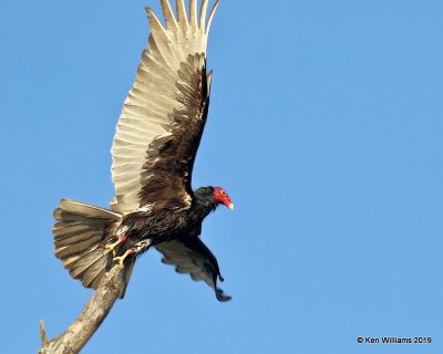 Turkey Vulture, Sequoyah Co, OK, 4-9-19, Jpa_37746.jpg
