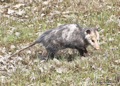 Virginia Opossum, Salt Plains NWR, OK, 4-2-19, Jpa_37356.jpg