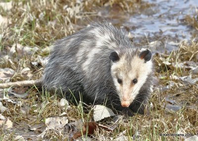 Virginia Opossum, Salt Plains NWR, OK, 4-2-19, Jpa_37368.jpg