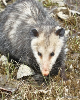 Virginia Opossum, Salt Plains NWR, OK, 4-2-19, Jpa_37386.jpg