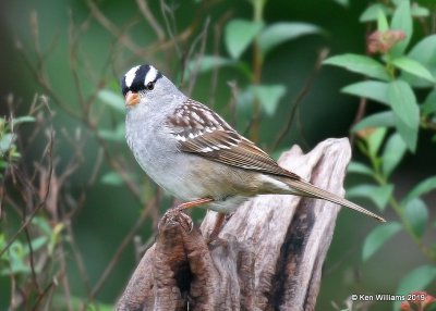 White-crowned Sparrow, Rogers Co yard, OK, 5-8-19, Jpa_38893.jpg