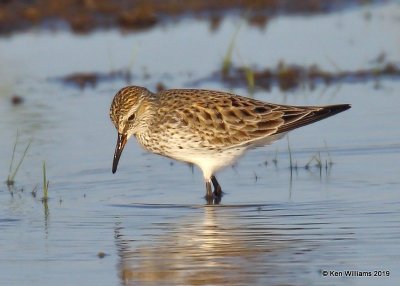 White-rumped Sandpiper,Tulsa Co, OK, 5-16-19, Jpa_39197.jpg