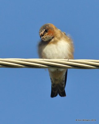 Cliff Swallow juvenile, Tulsa Co, OK, 7-24-19,Jjpa_39851.jpg