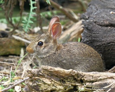 Eastern Cottontail Rabbit juvenile, Rogers Co. yard, OK, 7-8-19, Jpa__39811.jpg