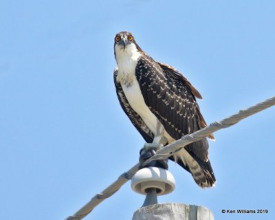 Osprey juvenile, Wagoner Co, OK, 7-24-19, Jpa_40105.jpg