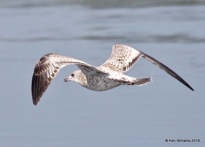 Ring-billed Gull, Wagoner Co, OK, 7-24-19, Jpa_40031.jpg