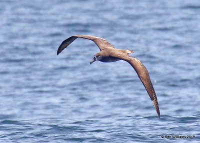 Black-footed Albatross, Monterey, CA, 3-24-19, Jpa_91857.jpg