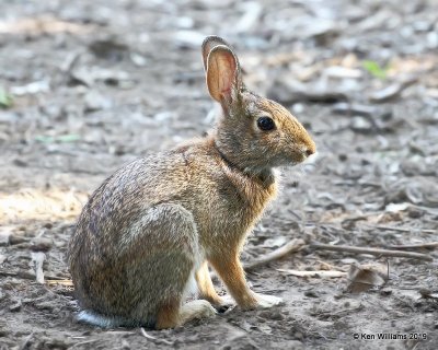Eastern Cottontail Rabbit, Rogers Co yard, OK, 9-5-19, Jpa_40779.jpg