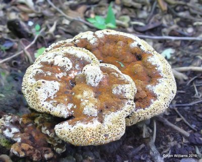 Ganoderma Mushroom, Tall Grass Prairie, OK, 8-28-19, Jpa_40624.jpg