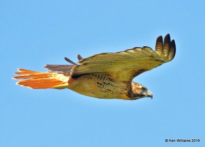 Red-tailed Hawk, Tall Grass Prairie, OK, 8-28-19, Jpa_40735.jpg