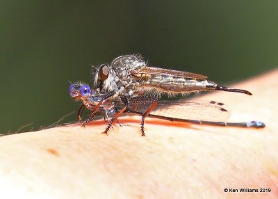 Robberfly eating a Dusky Dancer, Tall Grass Prairie, OK, 8-28-19, Jpa_40652.jpg