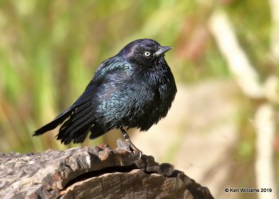 Brewer's Blackbird male, Sequoia NP, CA, 9-24-19, Jpa_03394.jpg