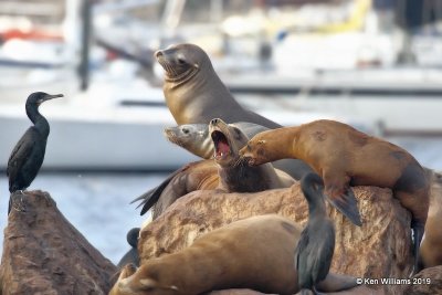 California Sea Lion, Monterey, CA, 9-26-19, Jpa_03682.jpg