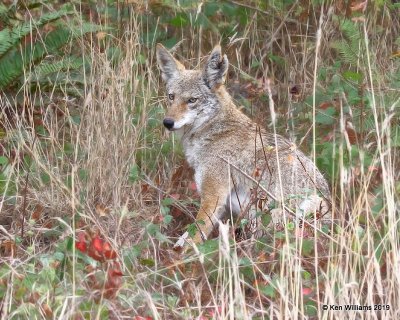 Coyote, Point Reyes, CA, 9-27-19, Jpa_04577.jpg