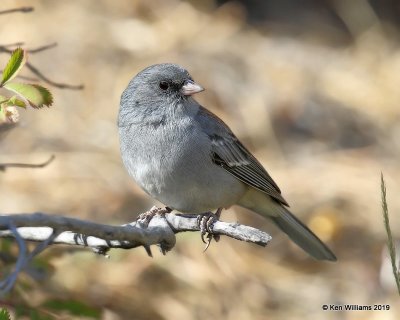 Dark-eyed Junco - Gray -headed subspecies, South of Aspen, CO, 10-1-19, Jpa_41318.jpg