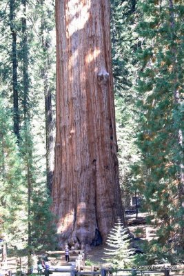 General Sherman, Sequoia NP, CA, 9-25-19, Jz_03573.jpg