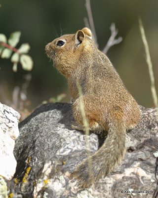 Golden-mantled Ground Squirrel, South of Aspen, CO, 10-1-19, Jpa_41353.jpg