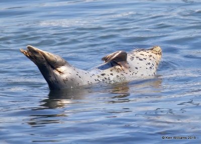 Harbor Seal, Monterey, CA, 9-26-19, Jpa_03985.jpg