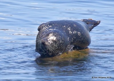 Harbor Seal, Monterey, CA, 9-26-19, Jpa_03988.jpg