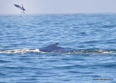 Humpback Whale, Monterey, CA, 9-26-19, Jpa_03819.jpg