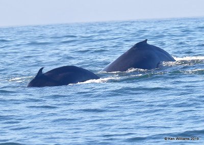 Humpback Whale, Monterey, CA, 9-26-19, Jpa_03853.jpg