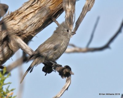 Juniper Titmouse, Delorses, CO, 9-21-19, Jpa_02348.jpg