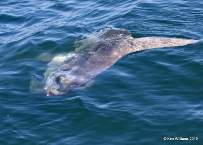 Mola Mola, Monterey, CA, 9-26-19, Jpa_03963.jpg
