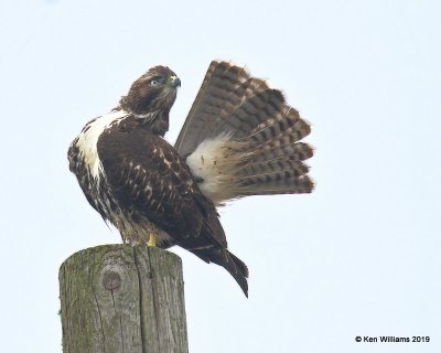 Red-tailed Hawk, Westerm Intermediate juvenile ssp, Point Reyes, CA, 9-27-19, Jpa_04507.jpg