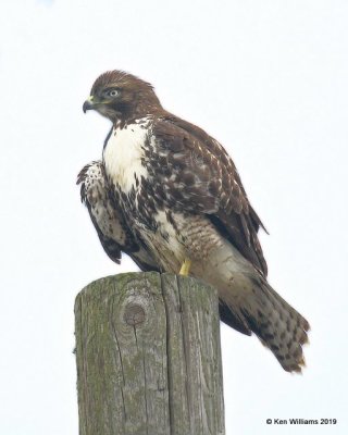 Red-tailed Hawk, Westerm Intermediate juvenile ssp, Point Reyes, CA, 9-27-19, Jpa_04532.jpg