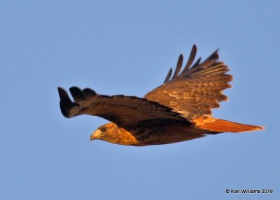 Red-tailed Hawk, Western light ssp, , Filmore, UT, 9-21-19, Jpa_02558.jpg