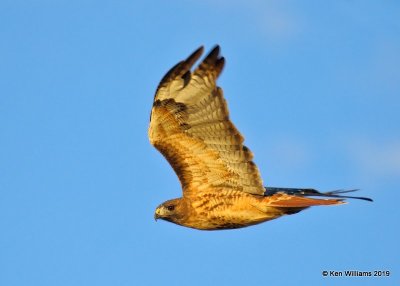 Red-tailed Hawk, Western ssp,  Filmore, UT, 9-21-19, Jpa_02554.jpg