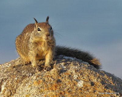 Rock Squirrel, Monterey, CA, 9-26-19, Jpa_04321.jpg