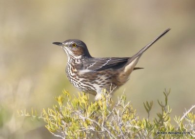 Sage Thrasher, Filmore, UT, 9-21-19, Jpa_02674.jpg